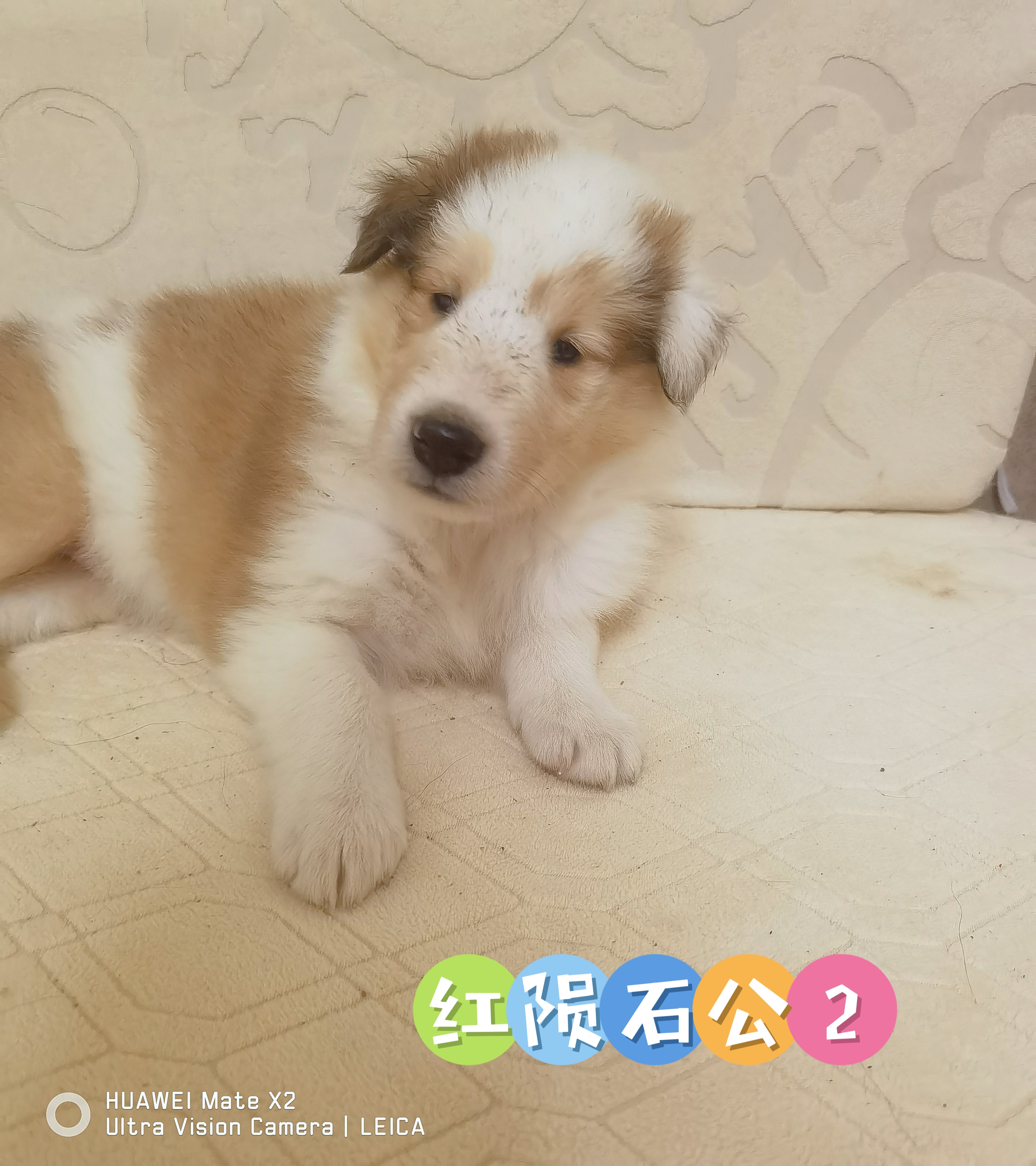 纯种美系双血统苏格兰牧羊犬